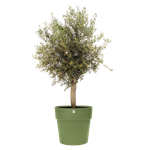 vibia straight 40cm moss green